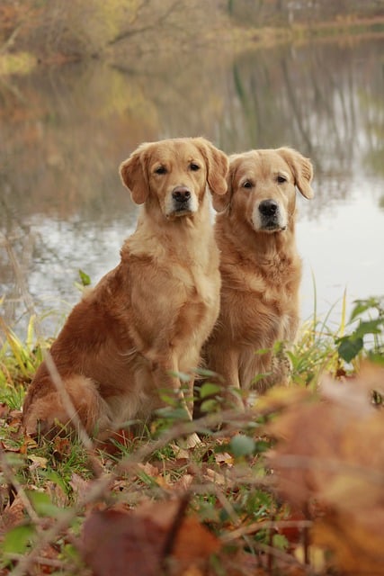 huisbewaarders van de homesitters